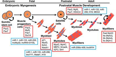 Functional Non-coding RNA During Embryonic Myogenesis and Postnatal Muscle Development and Disease